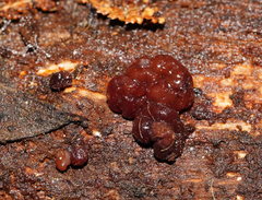 Phaeotremella fimbriata