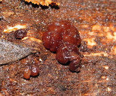 Phaeotremella fimbriata