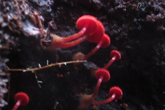 Dermocybe