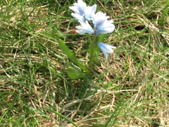 Puschkinia scilloides