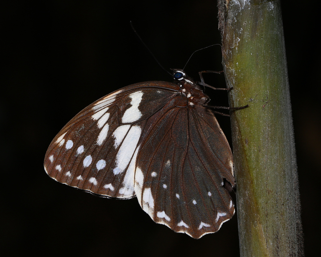Penthema adelma