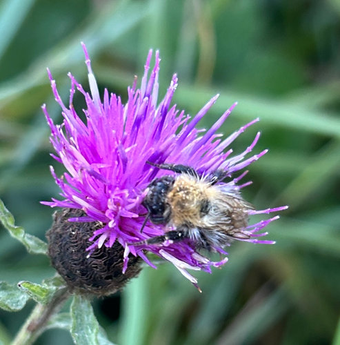Common Carder Bumble Bee