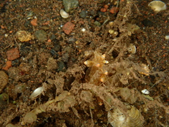 Eubranchus rubropunctatus