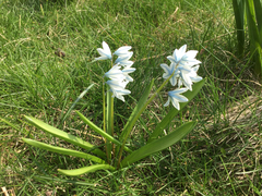 Puschkinia scilloides