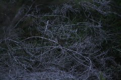 Sericornis maculatus