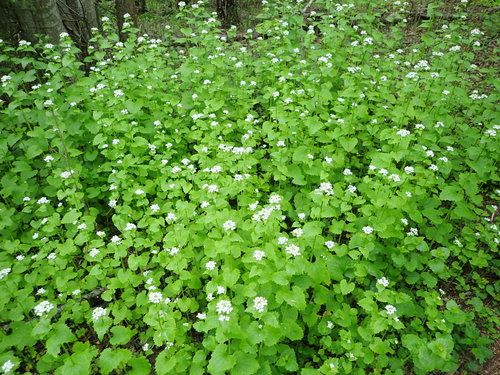 Vaistinė česnakūnė