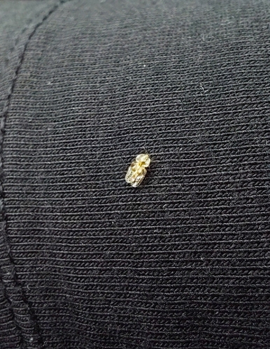 oak lace bug