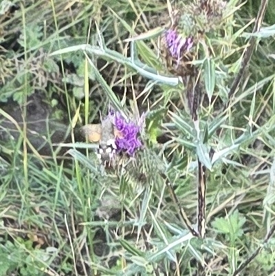 Eurasian Hummingbird Hawkmoth