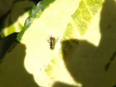 Nemopoda nitidula