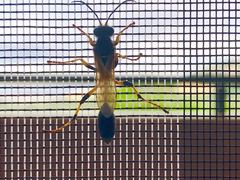 Sceliphron destillatorium