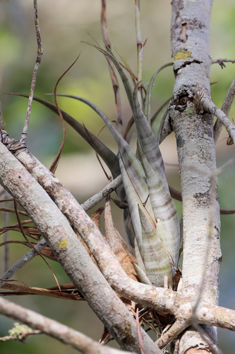 Tillandsia flexuosa, photograph 6