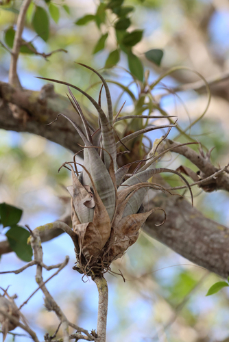 Tillandsia flexuosa, photograph 5