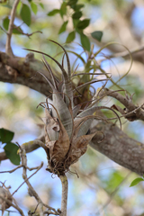 Tillandsia flexuosa, photograph (c) Tom Field, some rights reserved (CC BY)