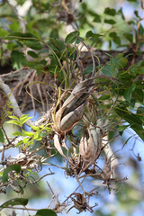 Tillandsia flexuosa, photograph (c) Tom Field, some rights reserved (CC BY)
