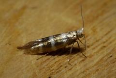 Argyresthia trifasciata