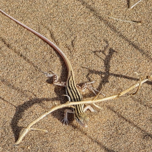 Arnold's Fringe-fingered Lizard, Acanthodactylus opheodurus