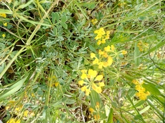 Hippocrepis comosa