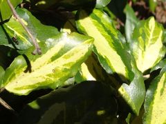 Nemopoda nitidula