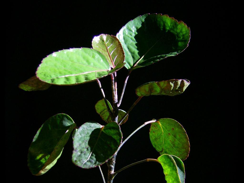 Polyscias balfouriana (Polyscias balfouriana)