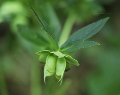 Helleborus multifidus istriacus