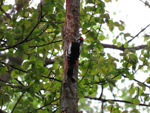 Didysis margasis genys