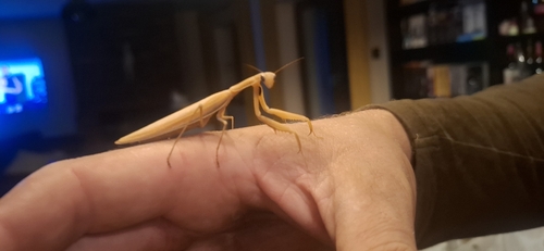 European Mantis