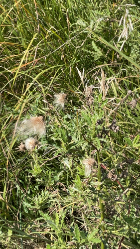 creeping thistle