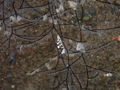 Eubranchus putnami