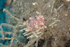 Eubranchus ocellatus