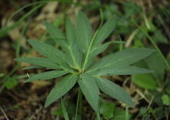 Helleborus multifidus istriacus
