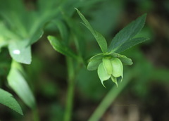 Helleborus multifidus istriacus