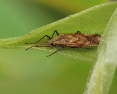 Cysteochila delineata