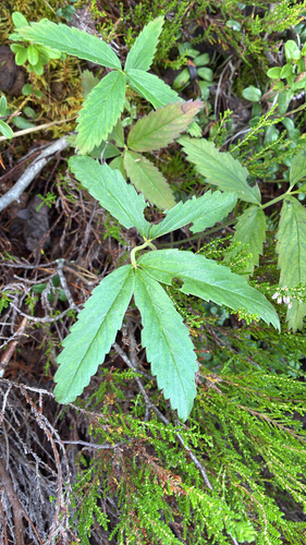 marsh cinquefoil