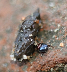Onthophagus tritinctus