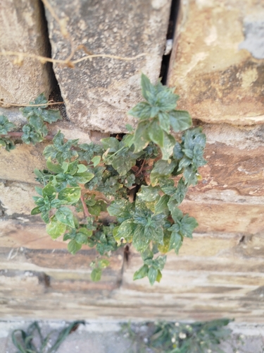pellitory-of-the-wall