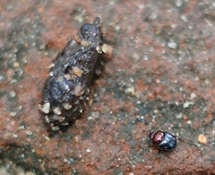 Onthophagus tritinctus