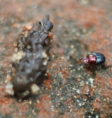 Onthophagus tritinctus