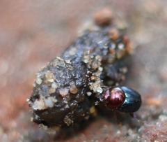 Onthophagus tritinctus
