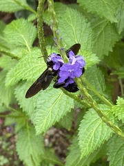 Biluna