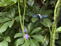 Biluna