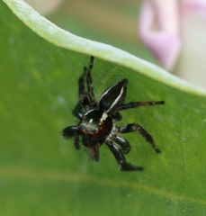 Carrhotus viduus