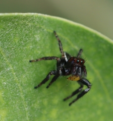 Carrhotus viduus