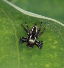 Carrhotus viduus