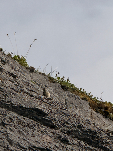 American Pipit