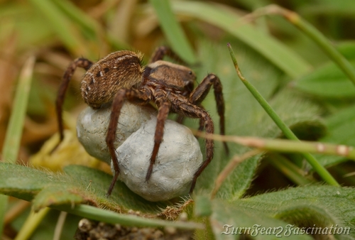 Alopecosa pulverulenta