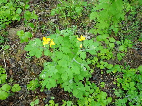 Didžioji ugniažolė