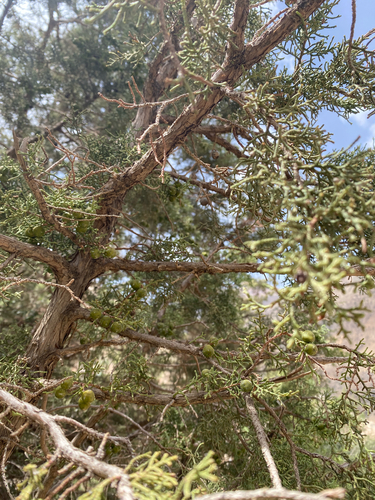 Mediterranean juniper
