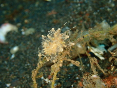 Eubranchus ocellatus