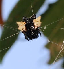 Gasteracantha mediofusca