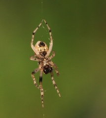 Gasteracantha mediofusca